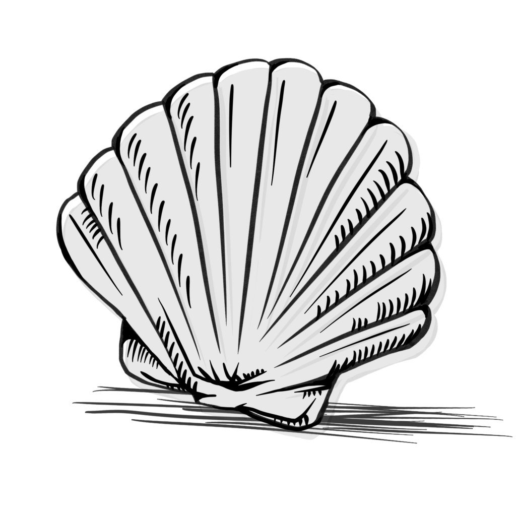 géobiologie et coquille saint jacques