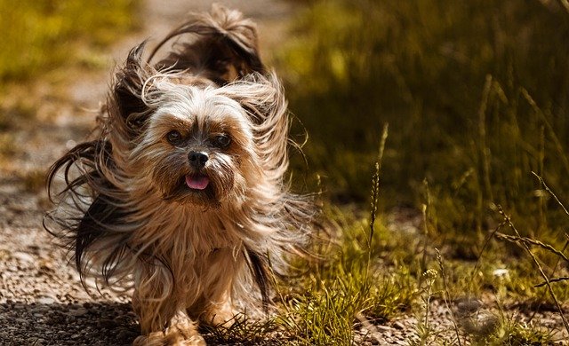 communiquer avec son chien après sa mort