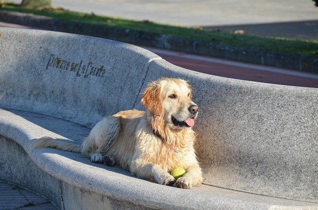 communiquer avec son chien décédé